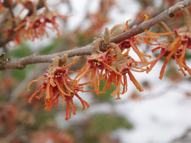 Hamamelis vernalis (Ozark witch-hazel) #30304