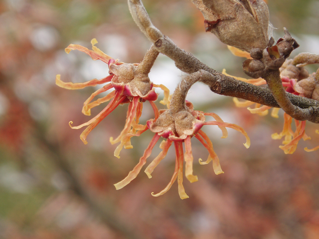 Hamamelis vernalis (Ozark witch-hazel) #30305