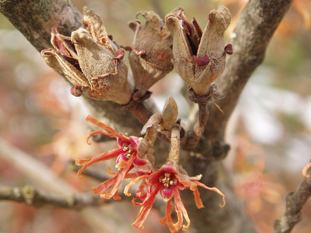 Hamamelis vernalis (Ozark witch-hazel) #30306