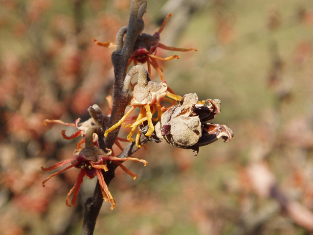 Hamamelis vernalis (Ozark witch-hazel) #30307