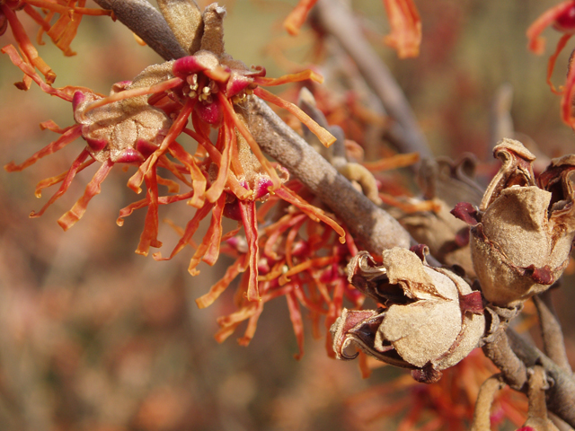 Hamamelis vernalis (Ozark witch-hazel) #30308