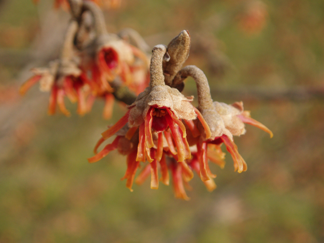 Hamamelis vernalis (Ozark witch-hazel) #30310