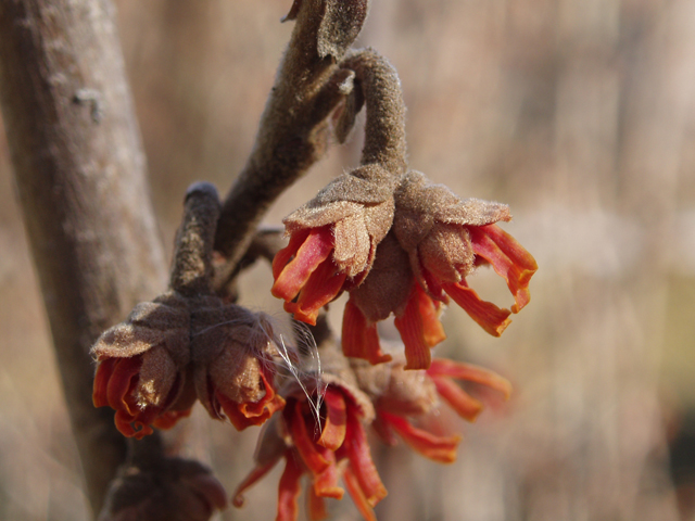 Hamamelis vernalis (Ozark witch-hazel) #30311