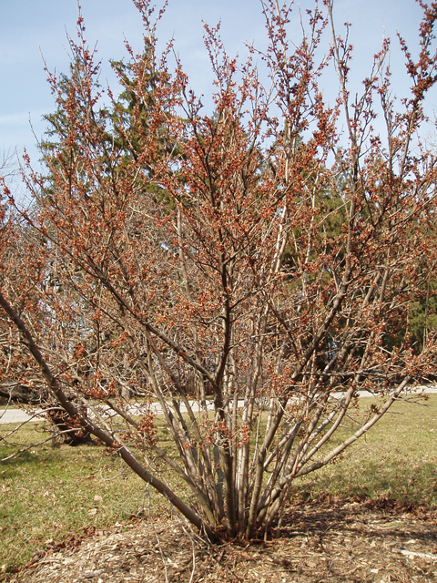 Hamamelis vernalis (Ozark witch-hazel) #30312