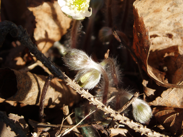 Hepatica nobilis var. acuta (Sharplobe hepatica) #30315