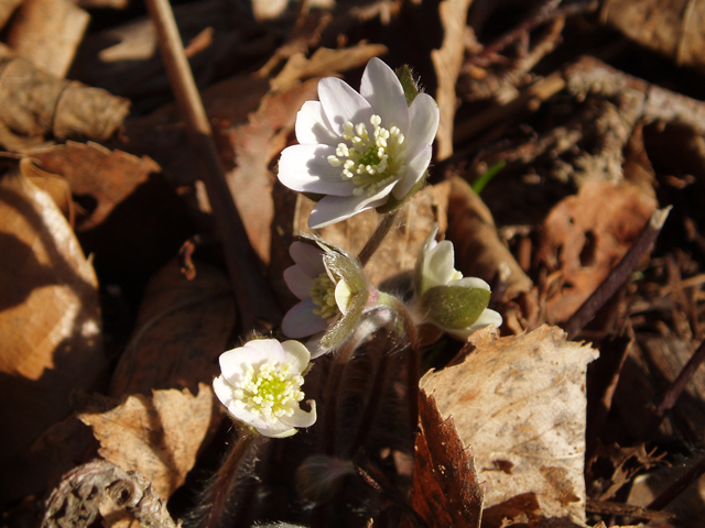 Hepatica nobilis var. acuta (Sharplobe hepatica) #30316