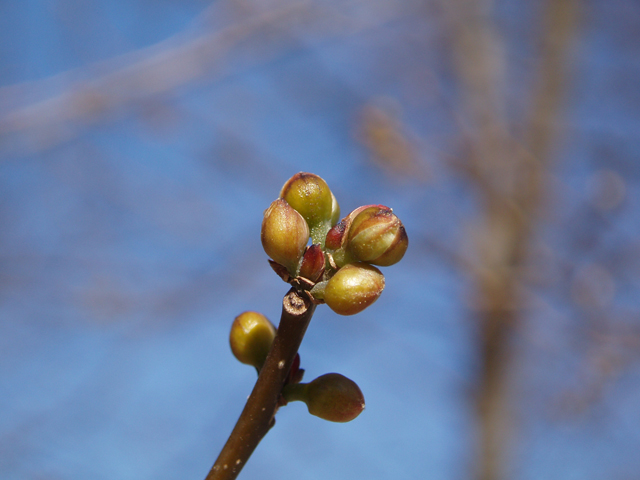 Lindera benzoin (Northern spicebush) #30320