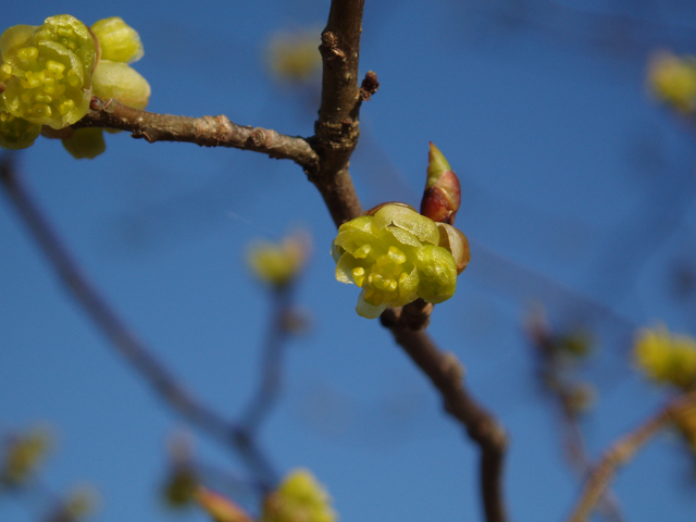 Lindera benzoin (Northern spicebush) #30327