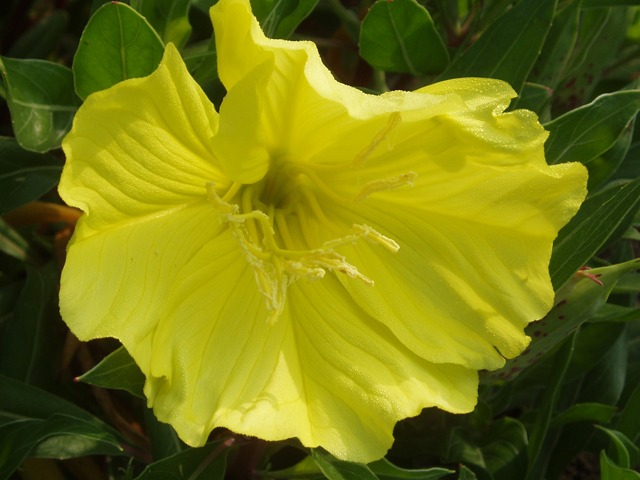 Oenothera macrocarpa ssp. macrocarpa (Bigfruit evening-primrose) #30346