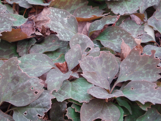 Pachysandra procumbens (Allegheny spurge) #30350