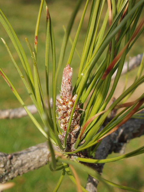 Pinus rigida (Pitch pine) #30361