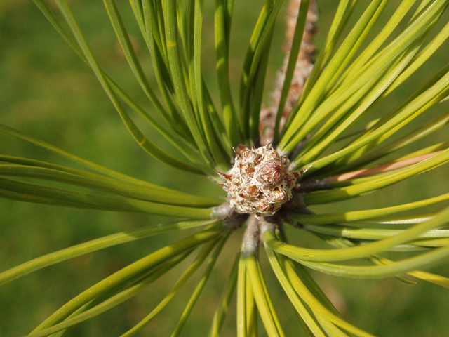 Pinus rigida (Pitch pine) #30363