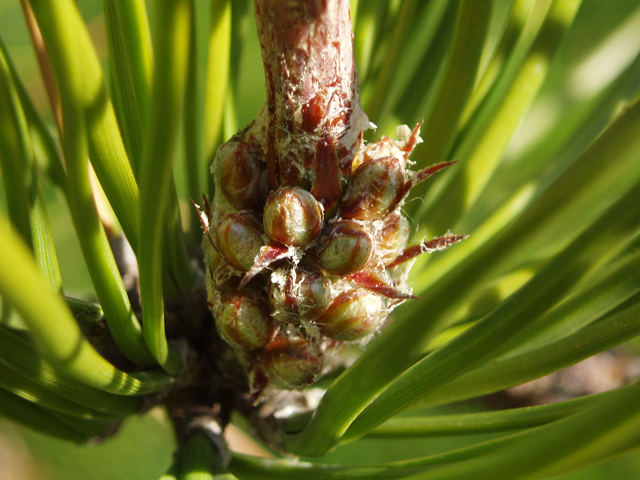 Pinus rigida (Pitch pine) #30368