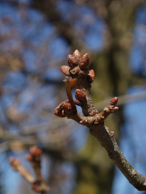 Quercus imbricaria (Shingle oak) #30371