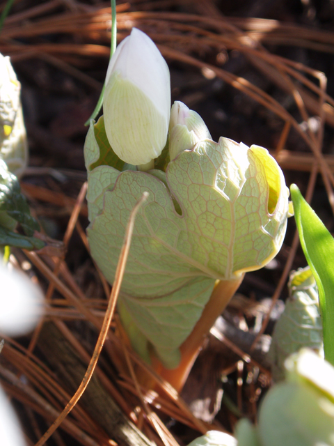 Sanguinaria canadensis (Bloodroot) #30374