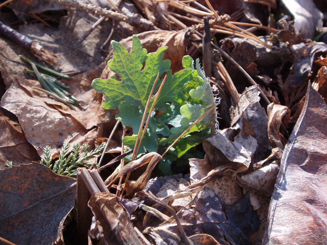 Stylophorum diphyllum (Celandine poppy) #30379