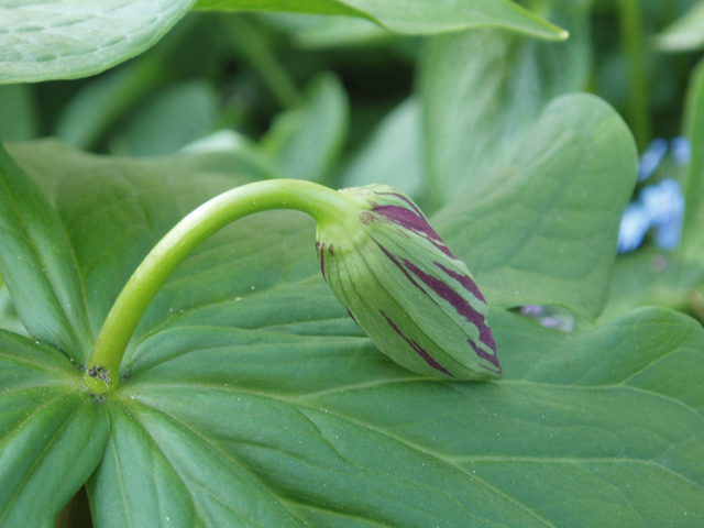 Trillium erectum (Red trillium) #30386