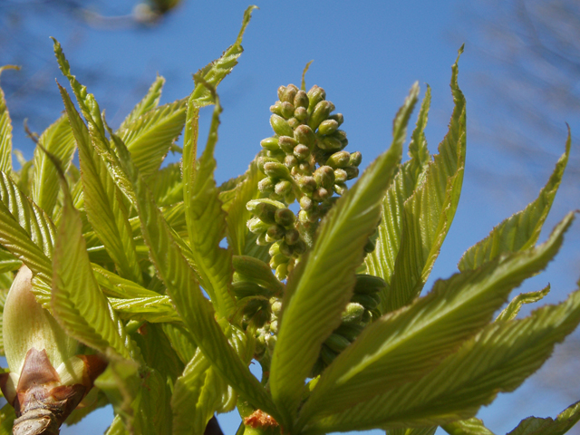 Aesculus glabra (Ohio buckeye) #32739