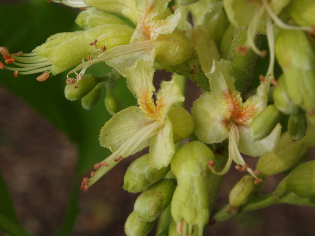 Aesculus glabra (Ohio buckeye) #32744