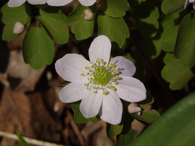 Thalictrum thalictroides (Rue anemone) #33064