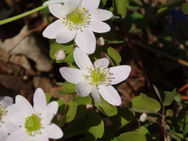 Thalictrum thalictroides (Rue anemone) #33065