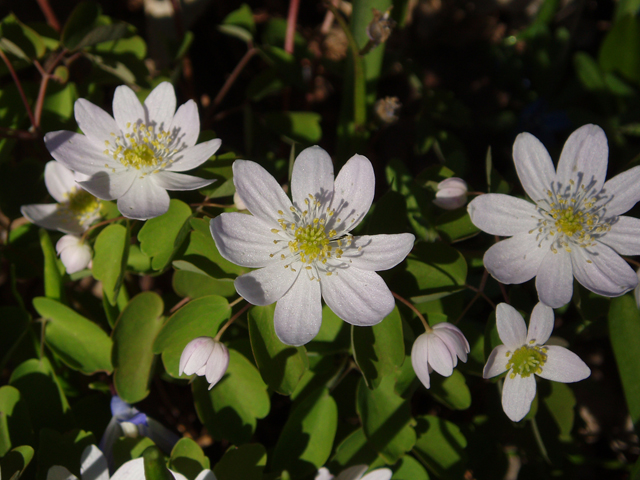 Thalictrum thalictroides (Rue anemone) #33066