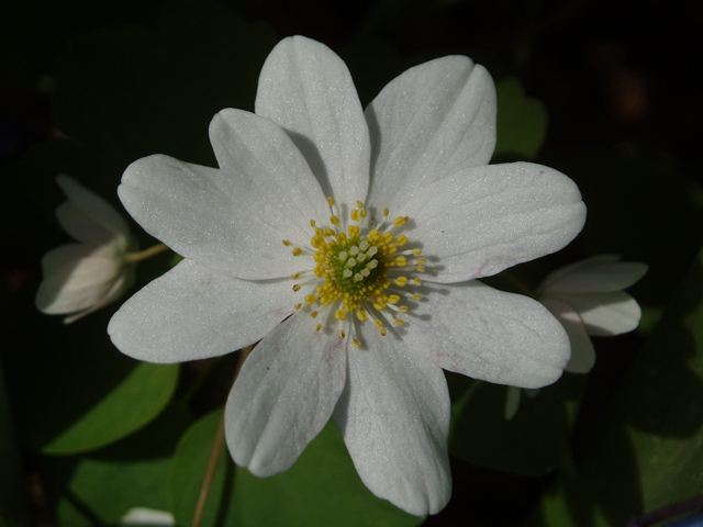 Thalictrum thalictroides (Rue anemone) #33067