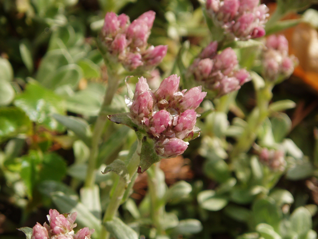 Antennaria dioica (Stoloniferous pussytoes) #32748