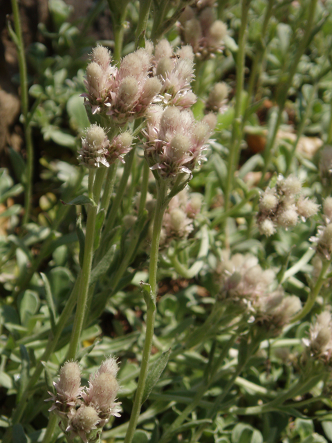 Antennaria dioica (Stoloniferous pussytoes) #32750