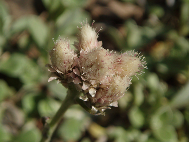 Antennaria dioica (Stoloniferous pussytoes) #32751