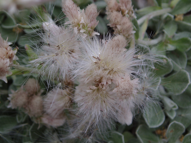 Antennaria dioica (Stoloniferous pussytoes) #32752