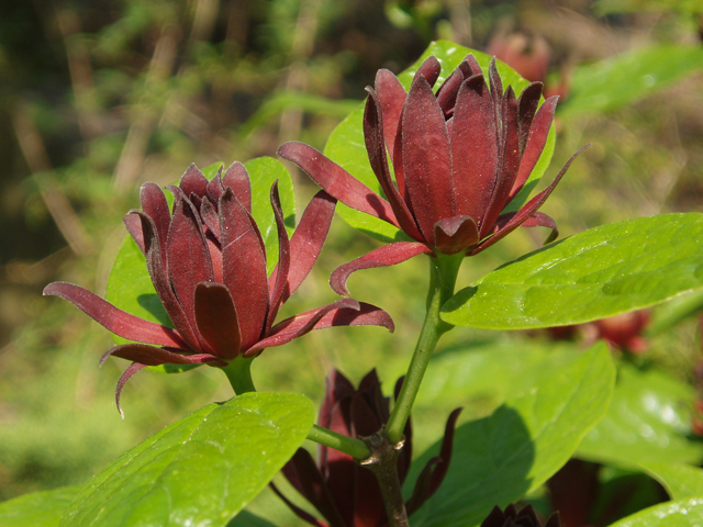 Calycanthus floridus (Eastern sweetshrub) #32784