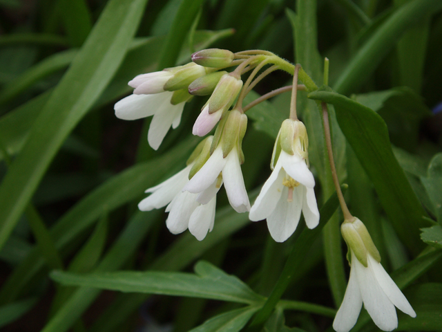 Cardamine concatenata (Cutleaf toothwort) #32773