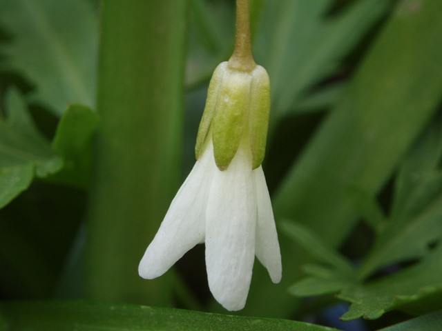 Cardamine concatenata (Cutleaf toothwort) #32774