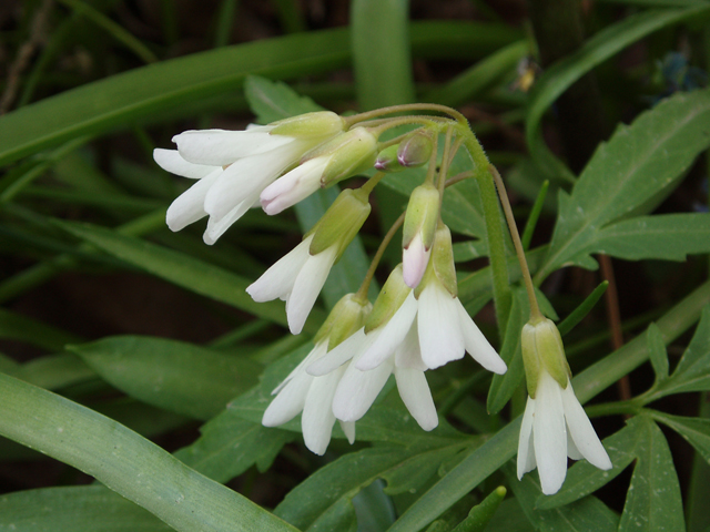 Cardamine concatenata (Cutleaf toothwort) #32775