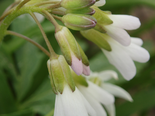 Cardamine concatenata (Cutleaf toothwort) #32777