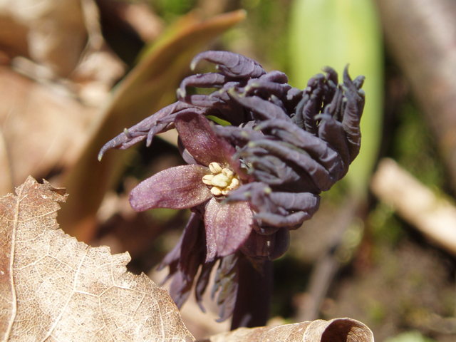 Caulophyllum giganteum (Giant blue cohosh) #32785