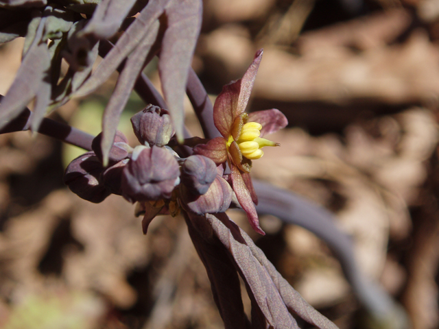 Caulophyllum giganteum (Giant blue cohosh) #32786