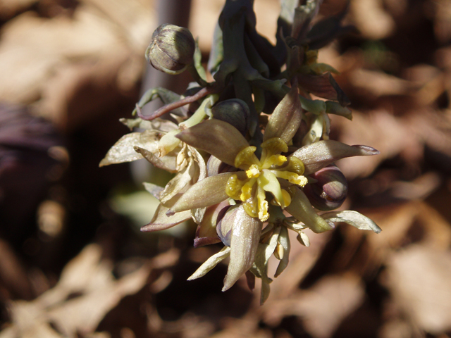 Caulophyllum giganteum (Giant blue cohosh) #32787