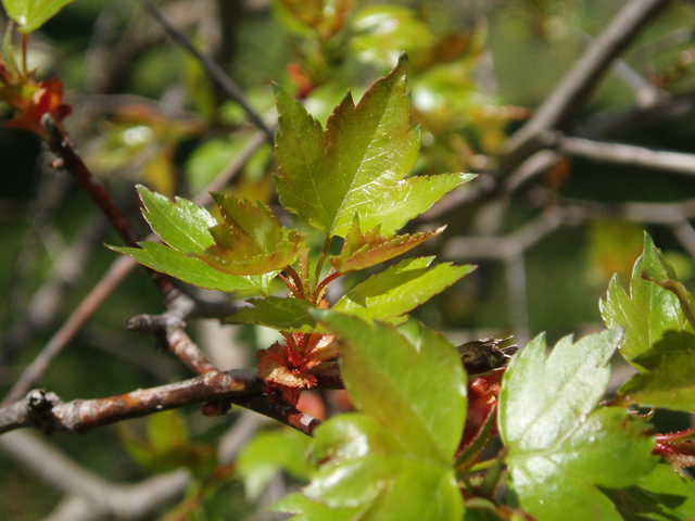 Crataegus phaenopyrum (Washington hawthorn) #32819