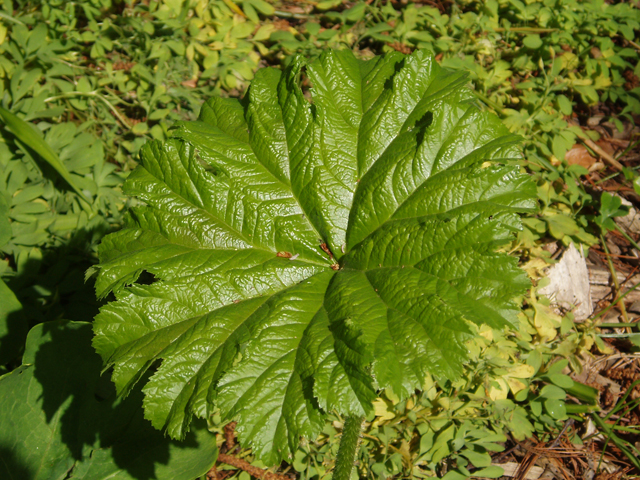 Darmera peltata (Indian rhubarb) #32826