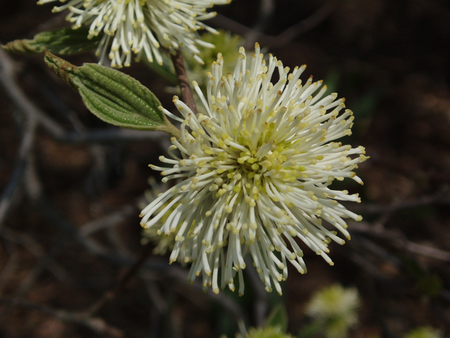 Fothergilla major (Mountain witchalder) #32852