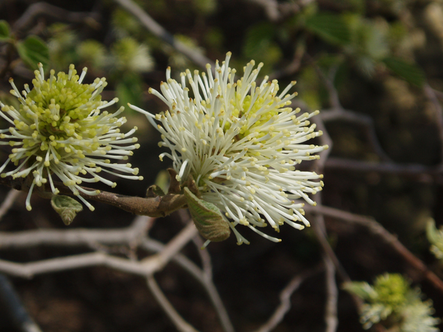 Fothergilla major (Mountain witchalder) #32853