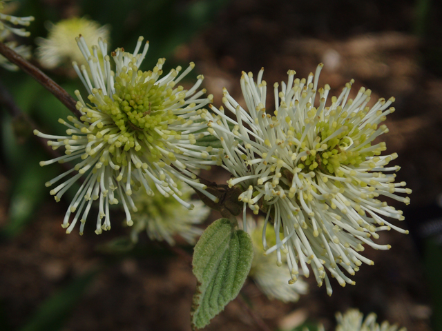 Fothergilla major (Mountain witchalder) #32854