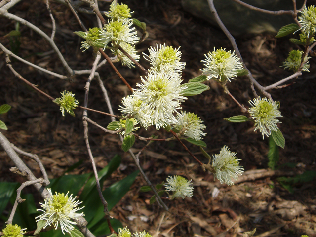 Fothergilla major (Mountain witchalder) #32855