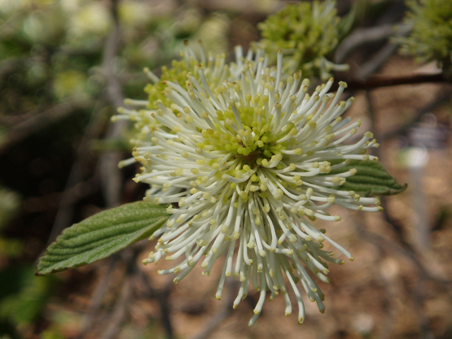 Fothergilla major (Mountain witchalder) #32856