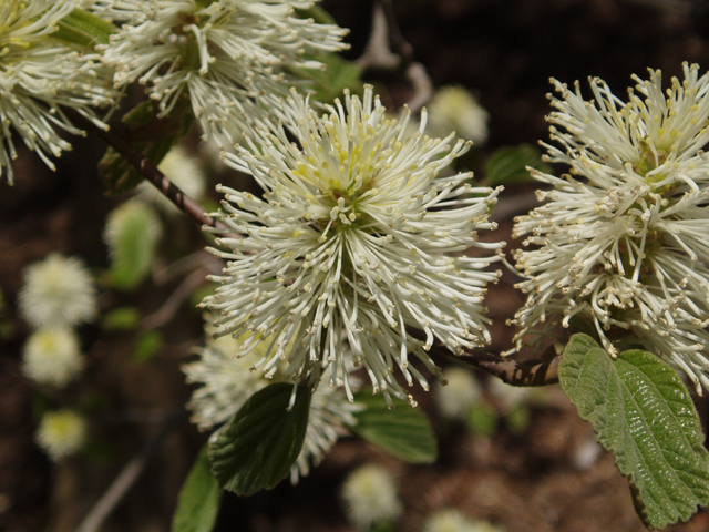 Fothergilla major (Mountain witchalder) #32858