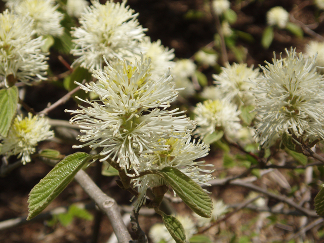 Fothergilla major (Mountain witchalder) #32859