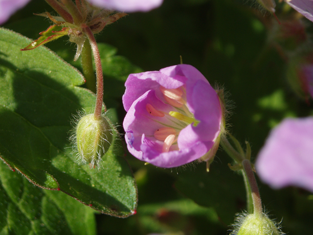 Geranium maculatum (Spotted geranium) #32866