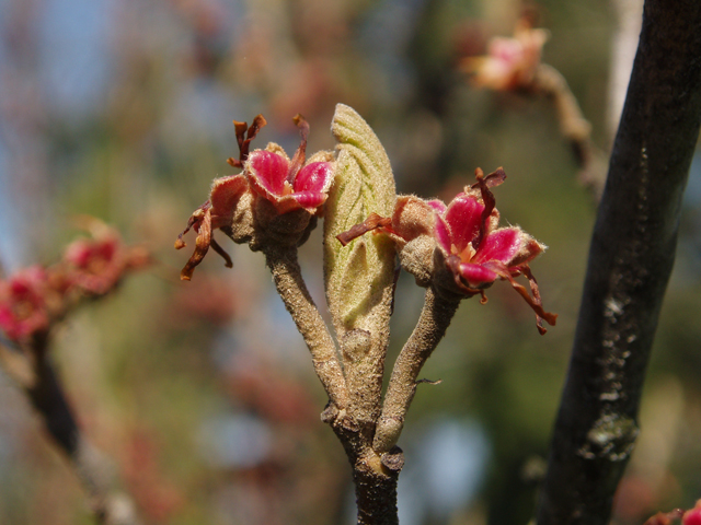 Hamamelis vernalis (Ozark witch-hazel) #32870